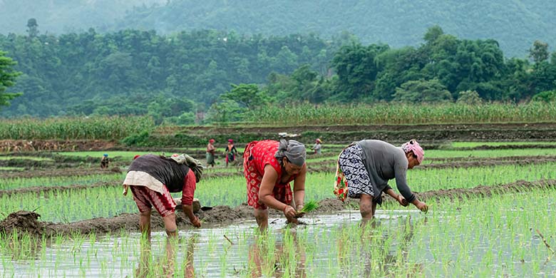 Rice Planting Festival in Nepal